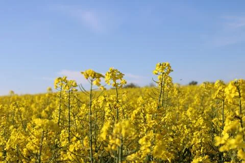 Flower selective focus, selective focus on subject, background blur,during ti Stock-Fotos