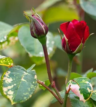 Flower selective focus, selective focus on subject, background blur,during ti Stock Photos