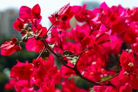 Flower selective focus, selective focus on subject, background blur,during ti Stock Photos