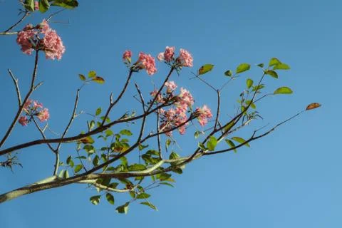 Flower selective focus, selective focus on subject, background blur,during ti Stock Photos