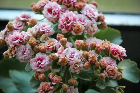 Flower selective focus, selective focus on subject, background blur,during ti Foto stock