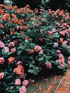 Flower selective focus, selective focus on subject, background blur,during ti Stock Photos