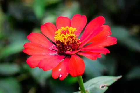 Flower selective focus, selective focus on subject, background blur,during ti Stock Photos