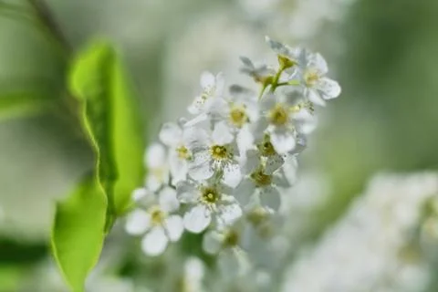 Flower selective focus, selective focus on subject, background blur,during ti Stock Photos