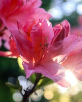 Flower selective focus, selective focus on subject, background blur,during ti Stock Photos