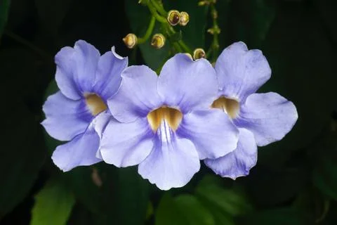 Flower selective focus, selective focus on subject, background blur,during ti Stock Photos