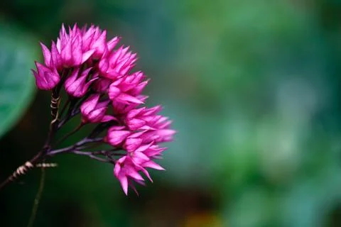 Flower selective focus, selective focus on subject, background blur,during ti Stock Photos