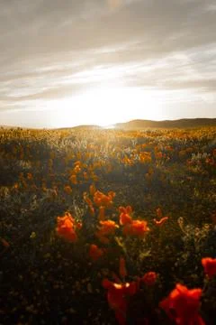 Flower selective focus, selective focus on subject, background blur,during ti Foto stock