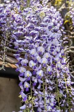 Flower selective focus, selective focus on subject, background blur,during ti Stock Photos