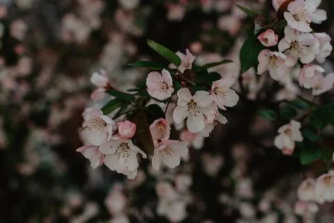 Flower selective focus, selective focus on subject, background blur,during ti Stock Photos
