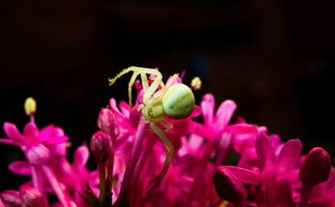 Flower selective focus, selective focus on subject, background blur,during ti Stock Photos