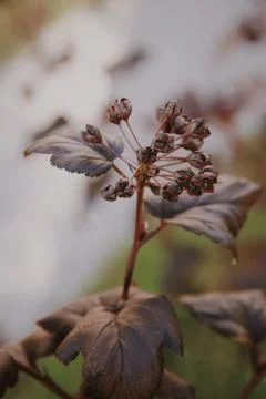 Flower selective focus, selective focus on subject, background blur,during ti Foto stock