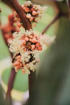 Flower selective focus, selective focus on subject, background blur,during ti Stock Photos