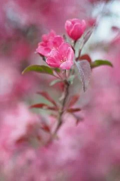 Flower selective focus, selective focus on subject, background blur,during ti Stock Photos