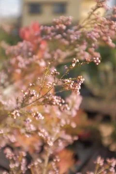 Flower selective focus, selective focus on subject, background blur,during ti Stock Photos