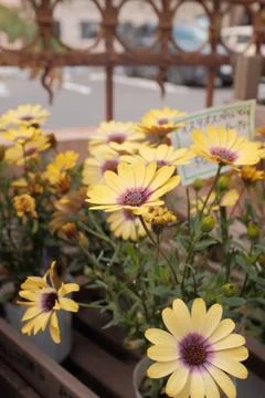 Flower selective focus, selective focus on subject, background blur,during ti Stock Photos