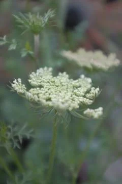 Flower selective focus, selective focus on subject, background blur,during ti Stock Photos