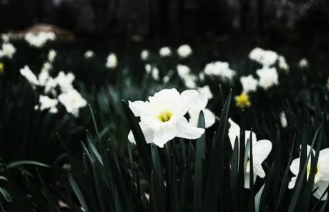 Flower selective focus, selective focus on subject, background blur,during ti Stock Photos