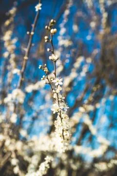 Flower selective focus, selective focus on subject, background blur,during ti Stock Photos