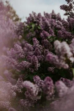 Flower selective focus, selective focus on subject, background blur,during ti Stock Photos