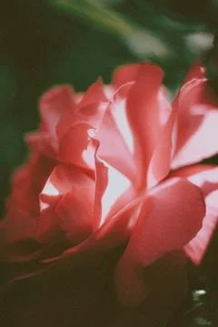 Flower selective focus, selective focus on subject, background blur,during ti Stock Photos