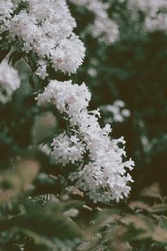 Flower selective focus, selective focus on subject, background blur,during ti Stock Photos