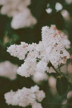 Flower selective focus, selective focus on subject, background blur,during ti Stock Photos