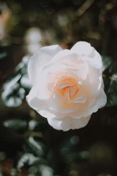 Flower selective focus, selective focus on subject, background blur,during ti Stock Photos