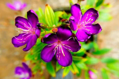Flower selective focus, selective focus on subject, background blur,during ti Stock Photos