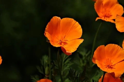 Flower selective focus, selective focus on subject, background blur,during ti Stock Photos