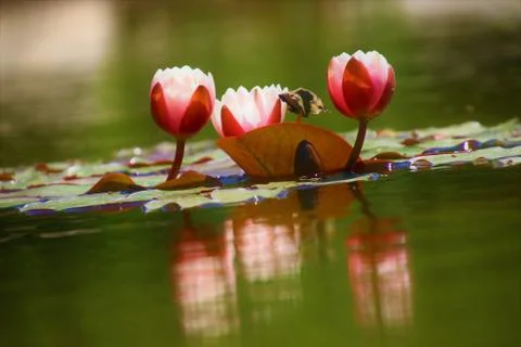 Flower selective focus, selective focus on subject, background blur,during ti Stock Photos