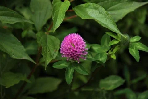 Flower selective focus, selective focus on subject, background blur,during ti Stock Photos