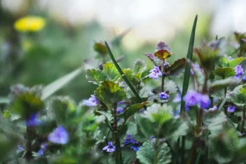 Flower selective focus, selective focus on subject, background blur,during ti Stock Photos