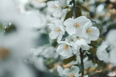 Flower selective focus, selective focus on subject, background blur,during ti Stock Photos