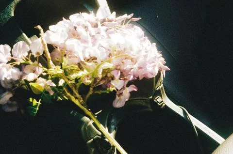 Flower selective focus, selective focus on subject, background blur,during ti Stock Photos