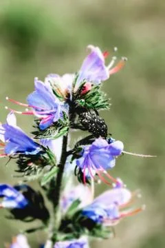 Flower selective focus, selective focus on subject, background blur,during ti Stock Photos