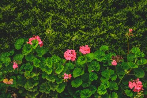 Flower selective focus, selective focus on subject, background blur,during ti Stock Photos