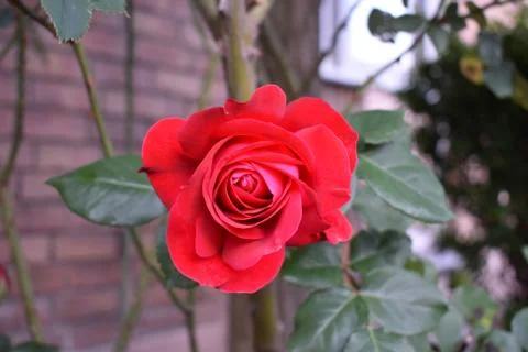 Flower selective focus, selective focus on subject, background blur,during ti Stock Photos