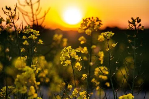 Flower selective focus, selective focus on subject, background blur,during ti Stock Photos
