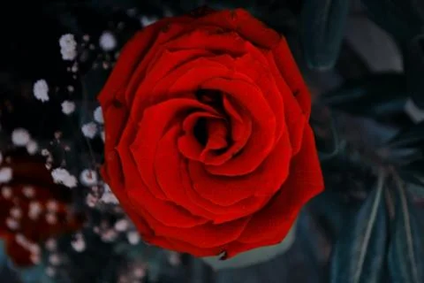 Flower selective focus, selective focus on subject, background blur,during ti Stock Photos