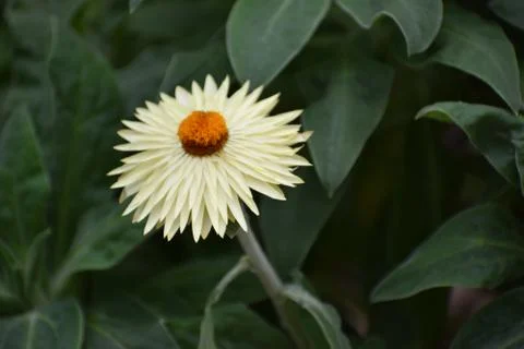 Flower selective focus, selective focus on subject, background blur,during ti Foto stock