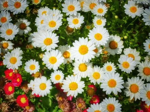 Flower selective focus, selective focus on subject, background blur,during ti Foto stock