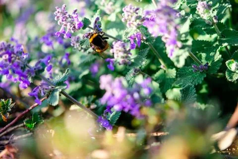 Flower selective focus, selective focus on subject, background blur,during ti Stock Photos