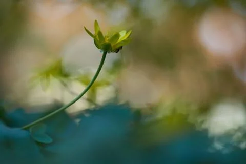Flower selective focus, selective focus on subject, background blur,during ti Stock Photos