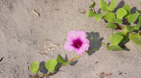 Flower on send Stock Footage 26187272