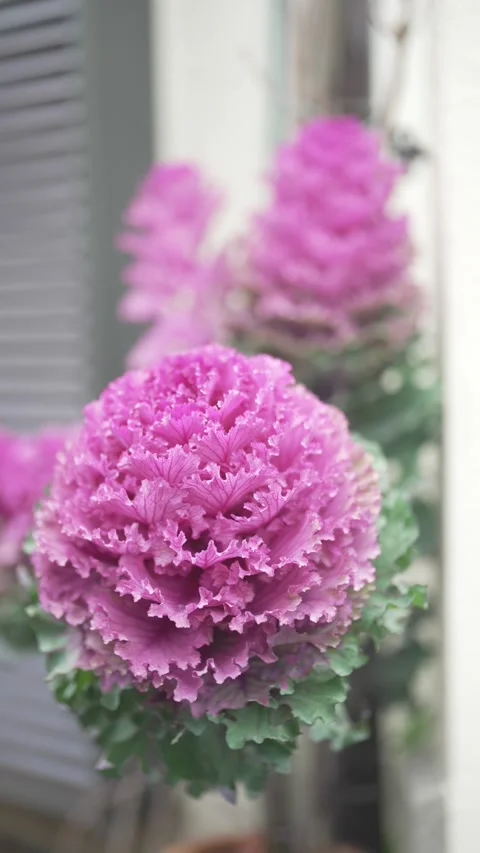 Flower in Senso-ji Temple located in Tokyo, Japan Stock Footage 282541843
