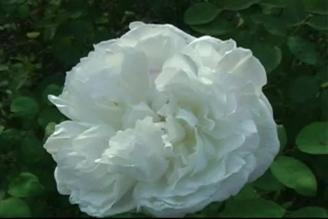 Flower sequence 库存影片 126040