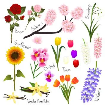 Flower Set 5. Flora Vector Collection. Stock Illustration