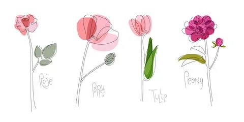 Flower set. Continuous one line drawing. Peony, rose, tulip, poppy. Abstract Stock Illustration
