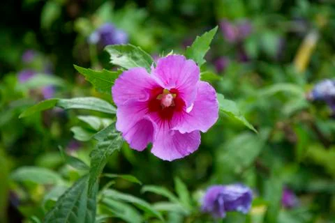 Flower with several colours Stock Photos